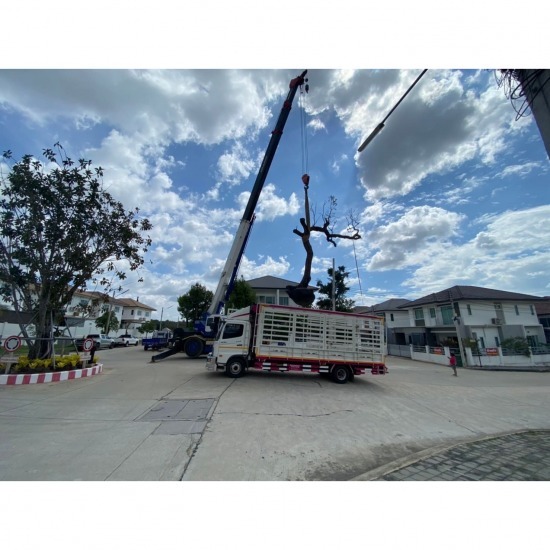 ให้เช่ารถเครนพร้อมคนขับชลบุรี ศิลาพล เครน - ให้เช่ารถเครนรายวันราคาถูก ชลบุรี ระยอง